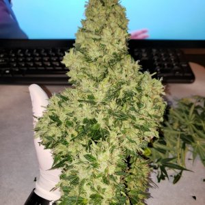 White Widow Auto