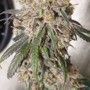 Northern lights 00seeds