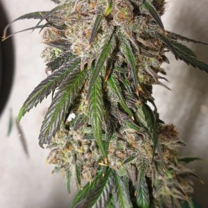 Northern lights 00seeds