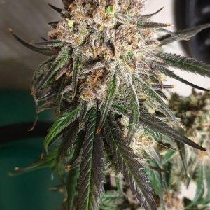 Northern lights 00seeds