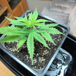 Blue Dream Clone #1