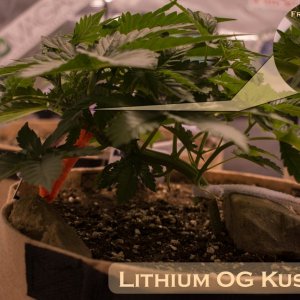 Lithium OG Kush #1