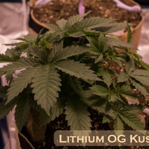 Lithium OG Kush #1