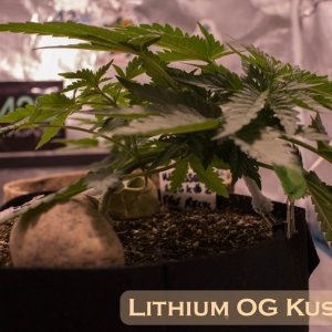 Lithium OG Kush #2