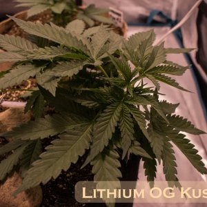 Lithium OG Kush #2