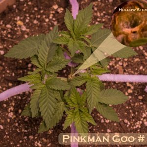 Pinkman Goo #1