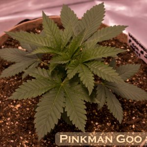 Pinkman Goo #2