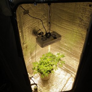 Current grow room roughly 3.5 ft  x 3.5 ft x 5.5 ft