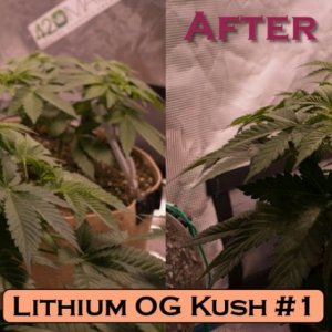 Lithium OG Kush