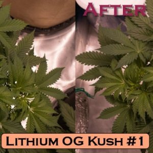 Lithium OG Kush