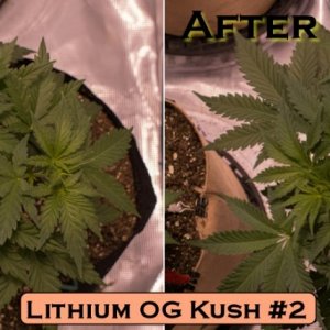 Lithium OG Kush