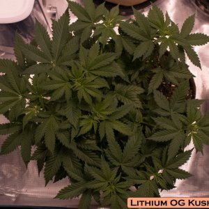 Lithium OG Kush #1