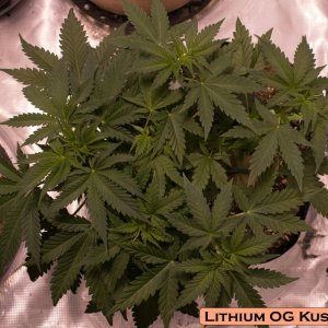 Lithium OG Kush #2