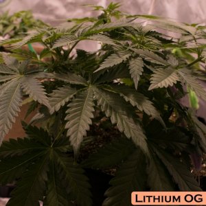 Lithium OG Kush #2