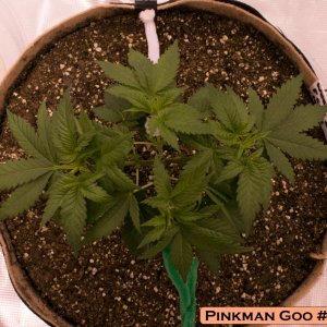 Pinkman Goo #2