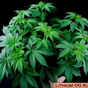 Lithium OG Kush