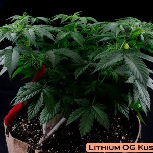 Lithium OG Kush