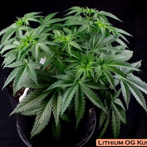 Lithium OG Kush