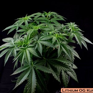 Lithium OG Kush