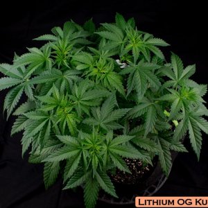 Lithium OG Kush