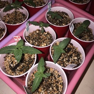 GG4xZkittles x black lime bubba day 10