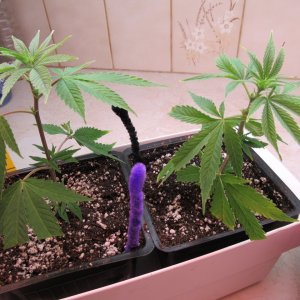 Blue Dream Clones