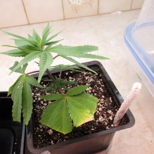 Blue Dream Clone