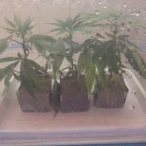 Blue Dream Clones