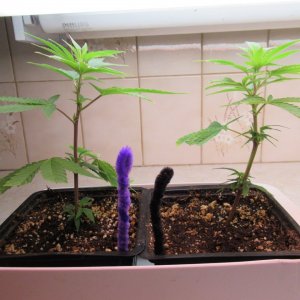 Blue Dream Clones