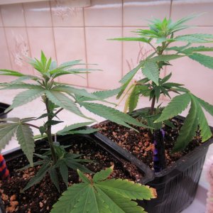 Blue Dream Clones