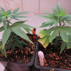 Blue Dream Clones