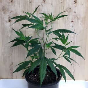 CBD, day 5 GA3 spray