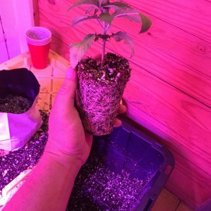 Seedling transplant