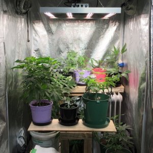 Veg tent (3x3) with FC3000