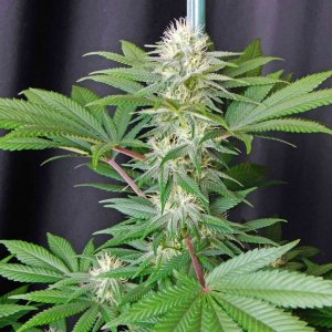 P.A. Afghani pheno cola.jpg