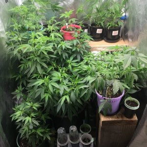 3x3 veg tent