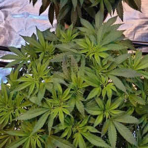 NL clones indica dominate