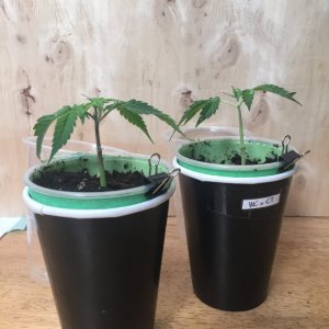 C99xBlueberry & WCxCT clones