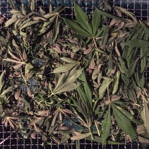 Alaskan Purple trim drying