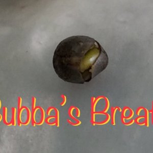 Bubba’s Breath, bean sprout