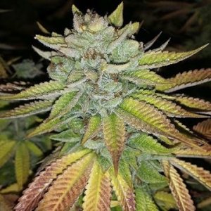 tha-melon-karmagenetics-terpline-hanfsamen-cannabis.jpg