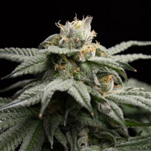 la-gelato-humboldt-fem-weedseeds-cannabissamen.jpg