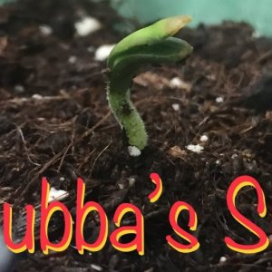 Bubba’s Sis, day 1