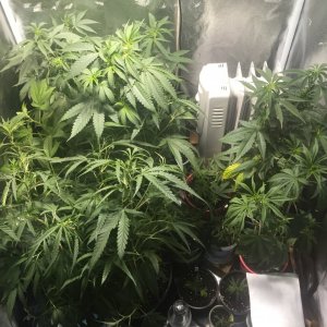 Veg tent reset