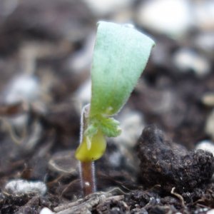 Seedling damaged by shell case membrane that stopped her growth