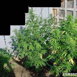 NL Bid Bud clones