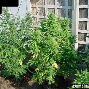 NL Big Bud clones