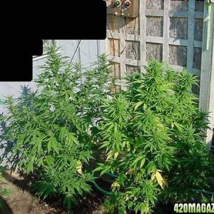 NL Big Bud Clones