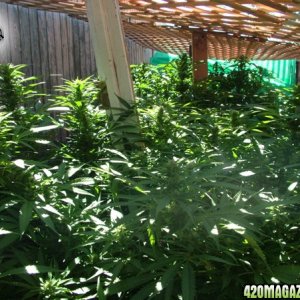 Grow Journal Updates 090406