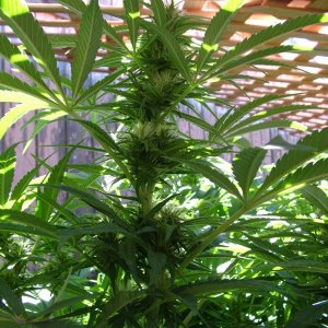 Grow Journal Updates 090406